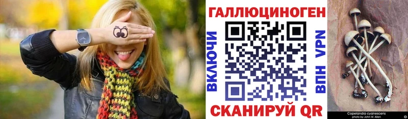 Купить  Борзя  Псилоцибиновые грибы Psilocybine cubensis 